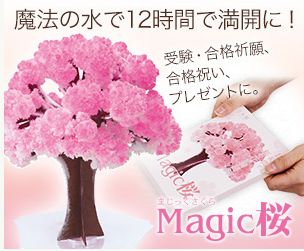 12時間で咲く不思議な桜シリーズ【Magic桜】